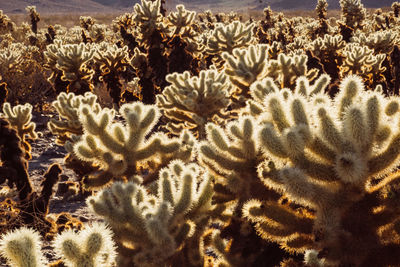 Close-up of cactus plants