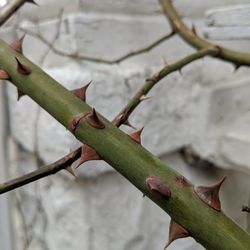 Close-up of green plant