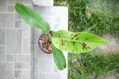 High angle view of leaves on plant in field