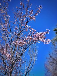 Low angle view of apple blossoms in spring