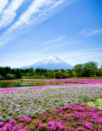 Purple flowering plants on land against blue sky