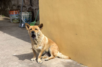 Portrait of dog sitting on wall