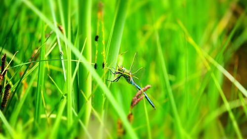 Close-up of insect on plant