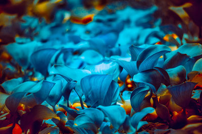 Full frame shot of blue flowering plants