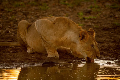 Lioness lying drinking from muddy water hole