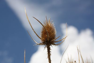 Low angle view of thistle against sky
