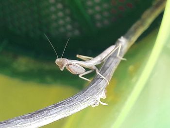 Close-up of insect