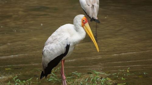 Bird perching on a lake