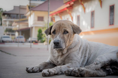 Close-up portrait of a dog resting in city