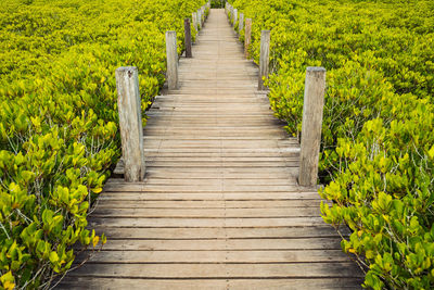 Wooden boardwalk leading towards plants