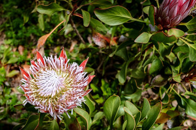 Close-up of pink flowers