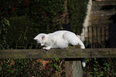 White cat looking away