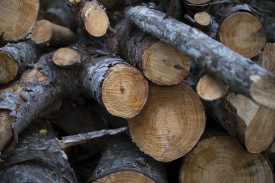 Full frame shot of logs in forest