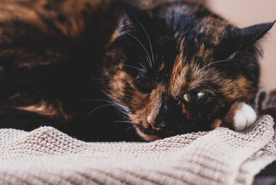 Close-up of cat on bed