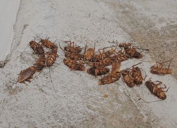 High angle view of dried leaves on sand