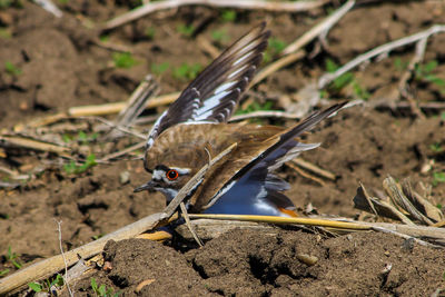 Killdeer on field