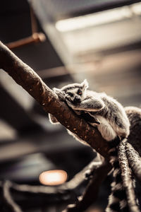 Close-up of lemur