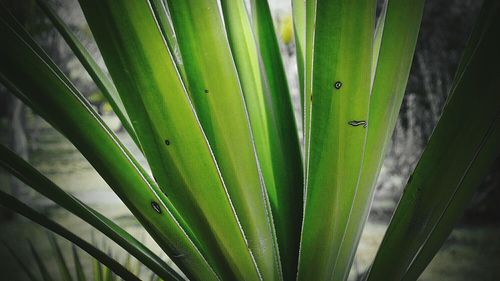 Close-up of green leaves