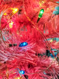 Close-up of multi colored christmas decoration