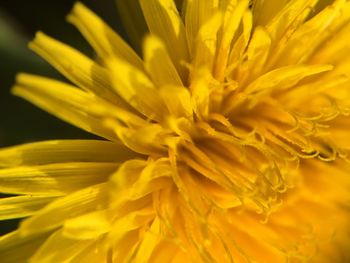 Close-up of yellow flower