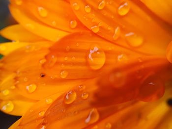 Close-up of water drops on flower