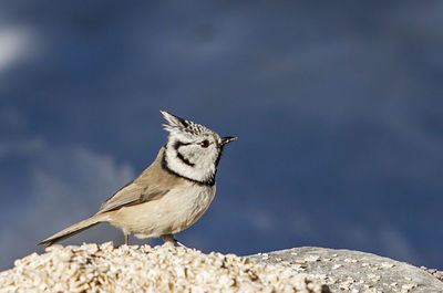 Bird perching on rock