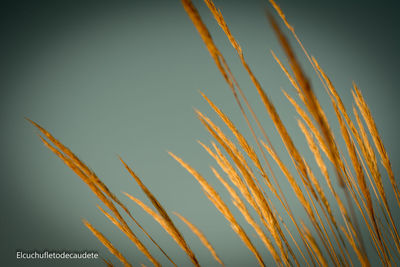 Low angle view of plants against sky during sunset