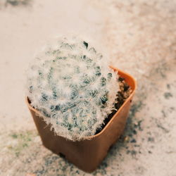 High angle view of succulent plant