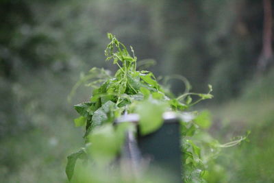 Close-up of fresh green plant