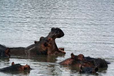 A herd of hippo in a lake in tanzania