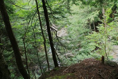 Close-up of fresh green trees in forest