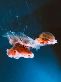 Close-up of jellyfish swimming in water