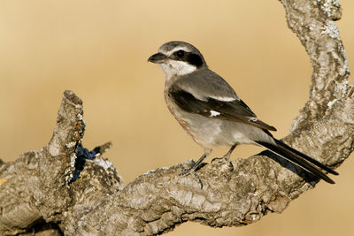 Close-up of bird perching on tree