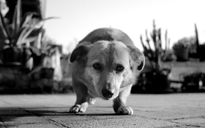 Close-up portrait of dog