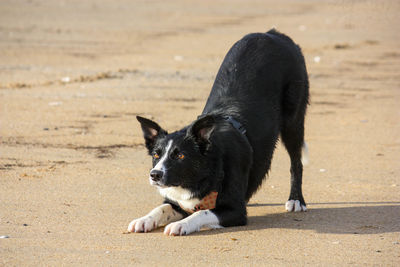 Portrait of black dog lying on land