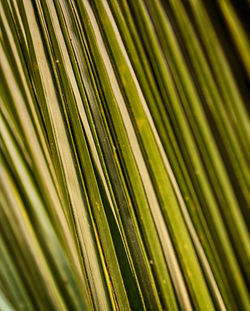 Full frame shot of palm leaf