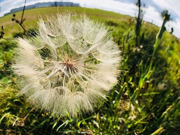 Close-up of dandelion