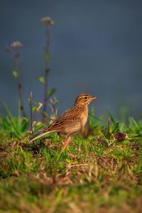 Close-up of bird perching on field