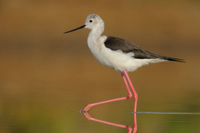 Close-up of bird perching