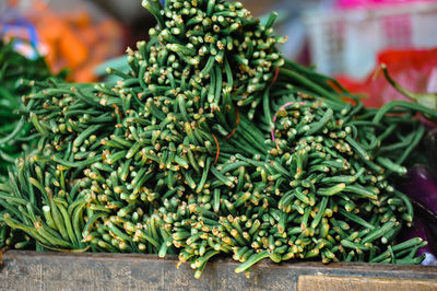 Close-up of green leaves