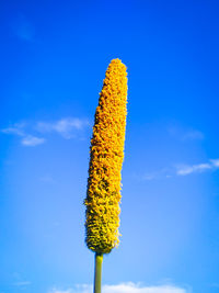 Close-up of yellow flower against blue sky