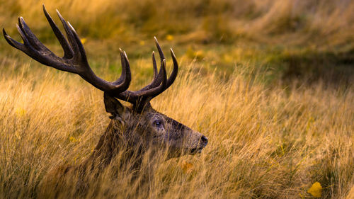 Antler resting on field in forest