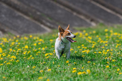 Dog sitting on field