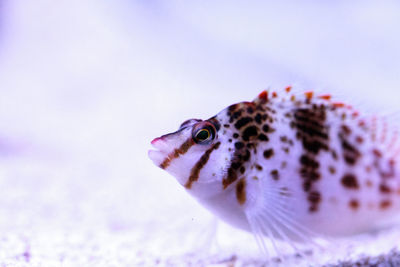 Close-up of fish swimming in sea