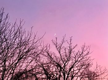 Low angle view of silhouette bare tree against sky