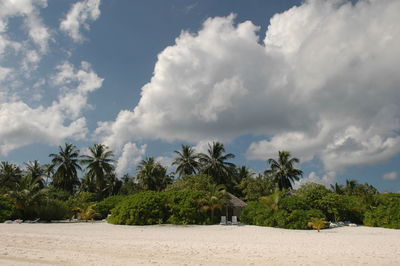 Scenic view of palm trees on beach against sky