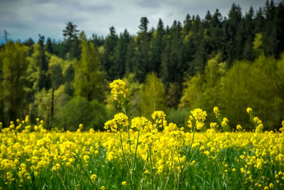 Scenic view of oilseed rape field