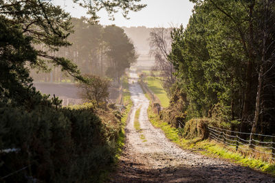 Dirt road amidst trees in forest