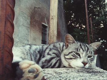 Cat resting on couch