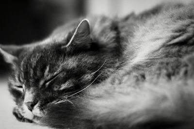 Close-up of cat sleeping